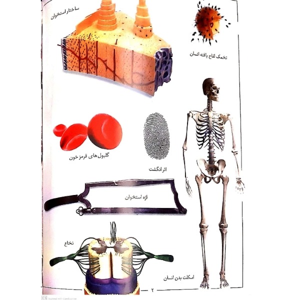 کتاب دانشنامه مصور بدن انسان اثر ریچارد واکر انتشارات اعتلای وطن